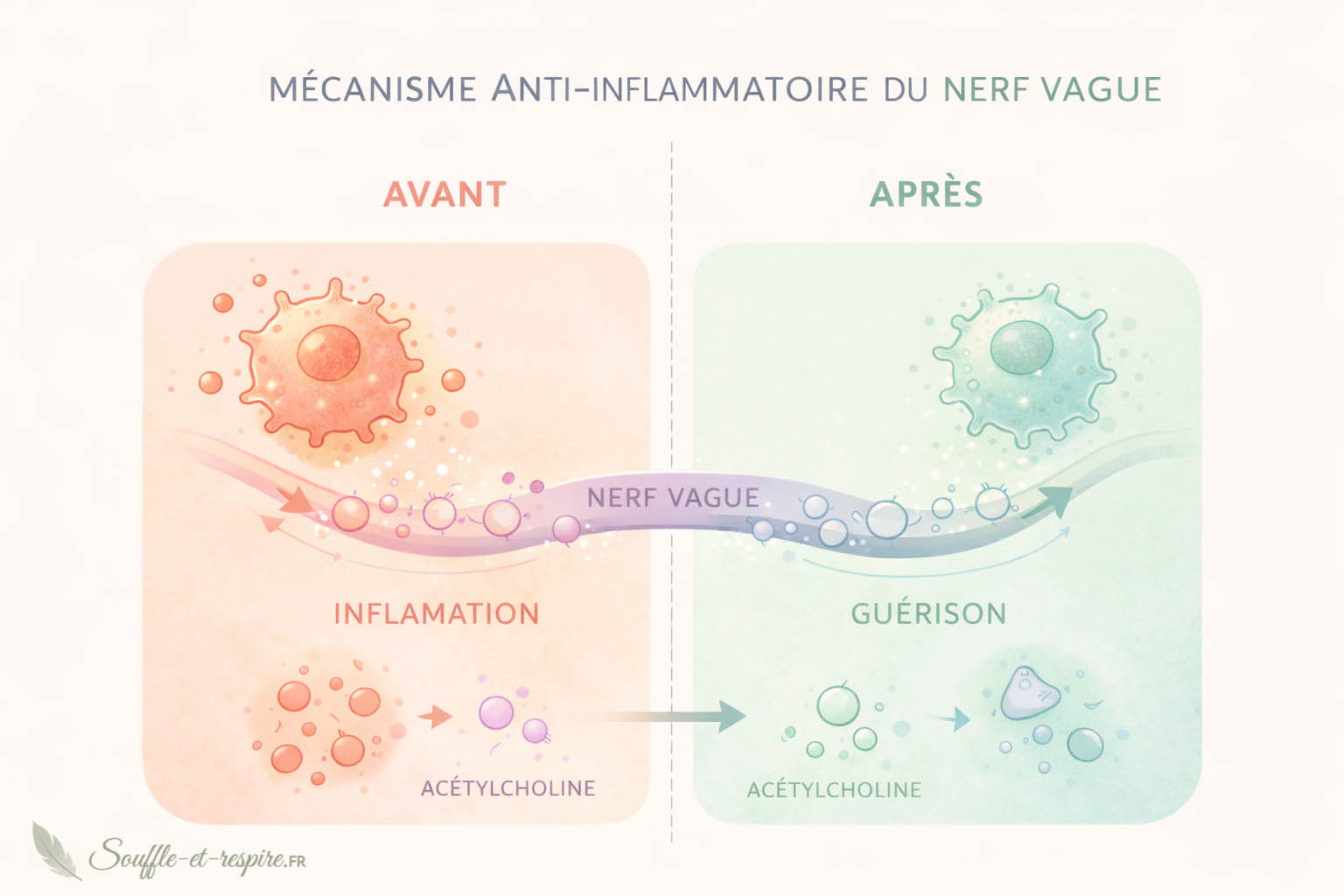 Le nerf vague régule naturellement l'inflammation via la libération d'acétylcholine