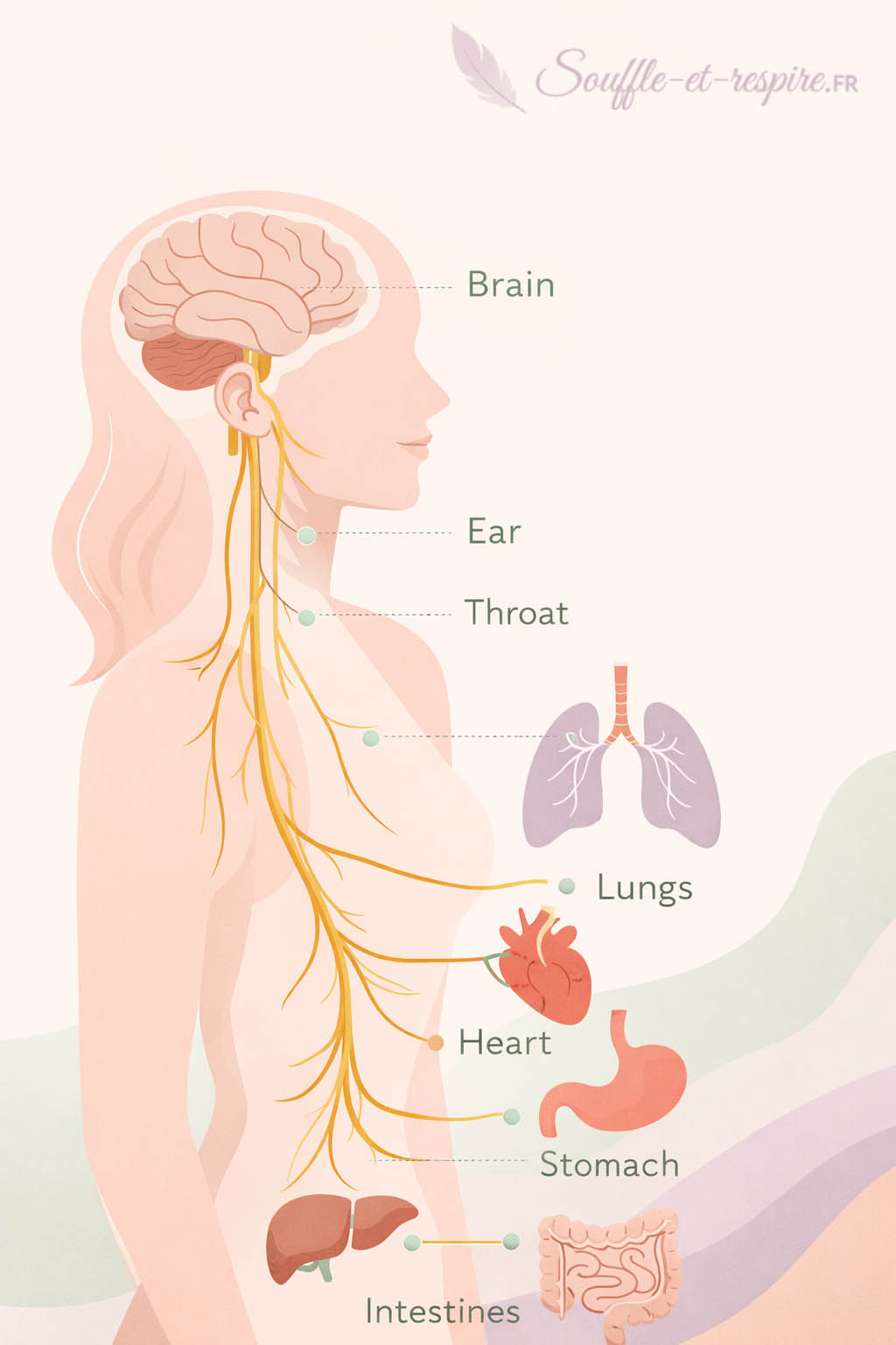 nerf vague trajet anatomie schéma corps humain