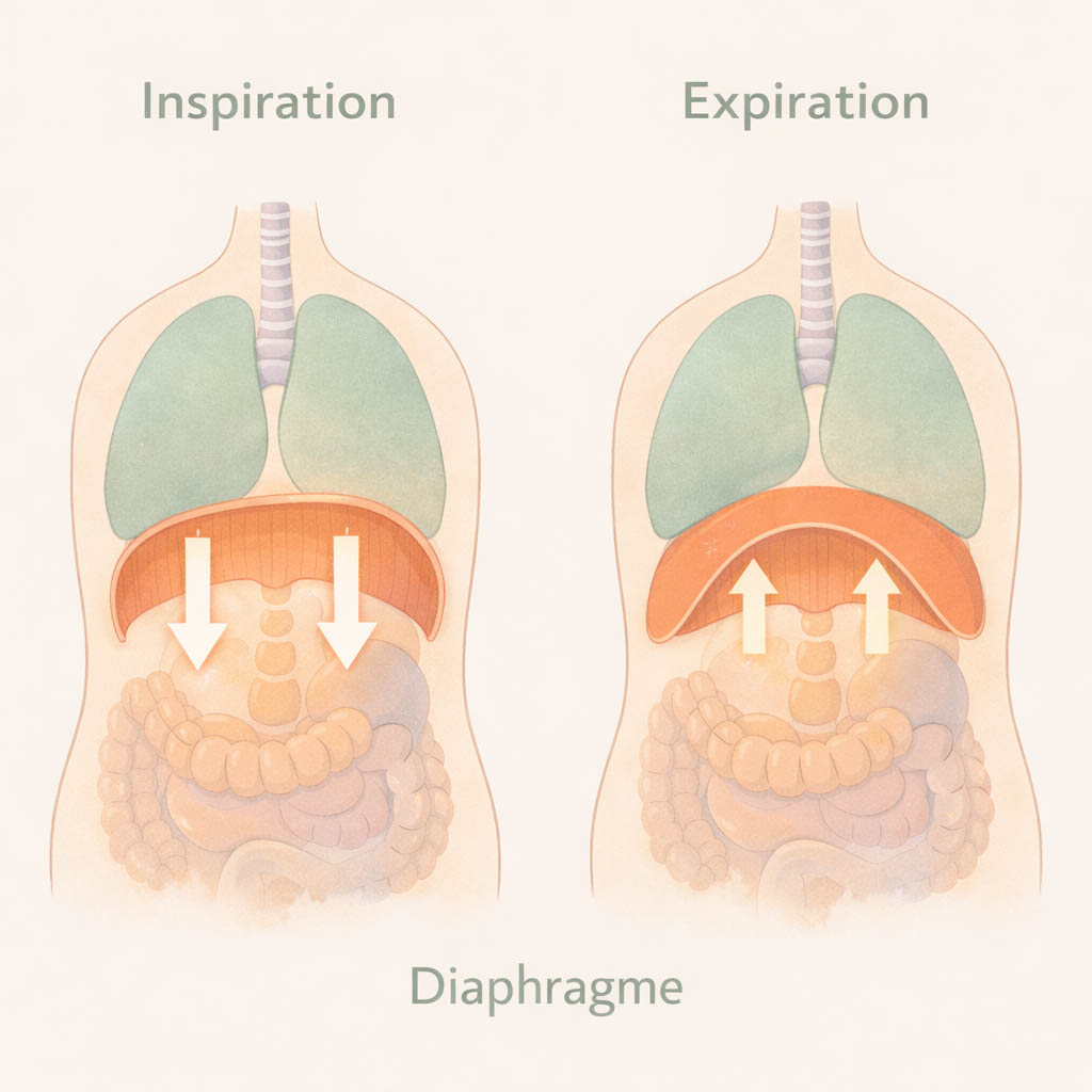 respiration diaphragmatique bienfaits guide complet featured respiration diaphragmatique bienfaits guide complet 2026 anatomie